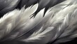 beautiful abstract white feathers on black background and soft black feather texture on white pattern and light background gray feather background gray banners