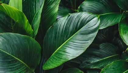 Wall Mural - foliage of tropical leaf in dark green texture abstract pattern nature background