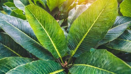 Wall Mural - closeup tropical leaves pattern background