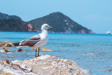 Poster - Seagull at Elba island - Tuscany - Italy