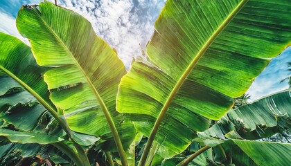 Wall Mural - tropical banana leaf green nature background