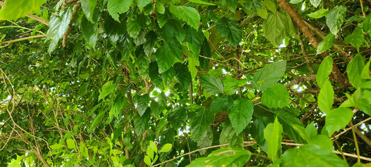 Wall Mural - Forest vegetation ivy wall tree trunk leaves garden flowers bushes nature stone rock water swimming pool park reserve protection healthy life vacation environment beautiful healthy home roof sky cloud