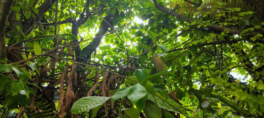 Wall Mural - Forest vegetation ivy wall tree trunk leaves garden flowers bushes nature stone rock water swimming pool park reserve protection healthy life vacation environment beautiful healthy home roof sky cloud