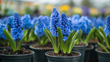 The image depicts a collection of vibrant blue hyacinth flowers in pots