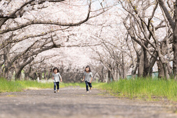 Canvas Print - 桜並木の公園で遊んでいる姉妹