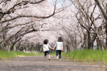 Wall Mural - 桜並木の公園で遊んでいる姉妹