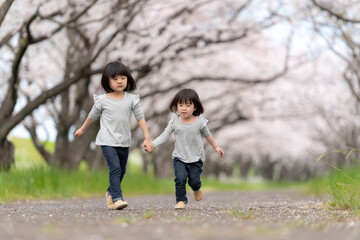 Canvas Print - 桜並木の公園で遊んでいる姉妹