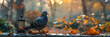  Pigeon wild life photography hdr 4k,
Bird Pigeon Dove Feeder in Green Park

