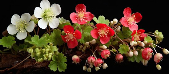 Poster - A cluster of vibrant flowers is seen hanging from a branch. The flowers appear to be blooming and adding a pop of color to the branch.