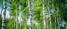 A Group Of Birch Trees With White Bark And Green Leaves Stand Tall In A Lush Grassy Area Under A Clear Blue Sky On A Sunny Day.