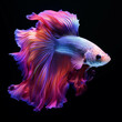 Fancy fighting fish are native to Thailand and are commonly raised for their beauty.