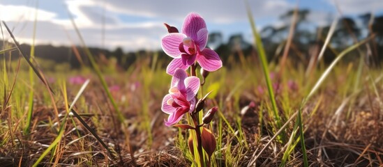 Wall Mural - A pink orchid flower stands out in the middle of a field, showcasing its vibrant color in the sunlight. The bloom attracts various wildlife and releases a pleasant fragrance into the air.