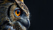 © Yuridabi - Close up of the owl face and right eye