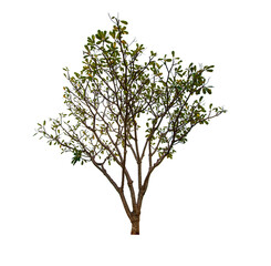 Wall Mural - single tree isolated on white background with clipping path