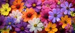 A vibrant assortment of colorful perennial flowers displayed on a table. The flowers, in full bloom, showcase a variety of hues and add a pop of color to the scene.
