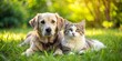 © Ajay - A cat and a dog are laying on the grass together