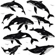set of silhouettes of whale on white