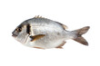 Top view. Golden-headed sea bream (dored) isolated on transparent background.