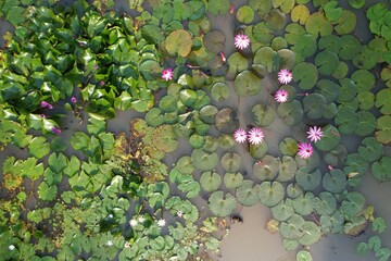 aerial viev of the lotus pond. muddy pond with lotus flowers.