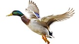 Fototapeta  - A duck on a white background