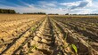 German agriculture suffers from scorching summers, where droughts decimate crops and leave them withered and parched on the arid, cracked ground.
