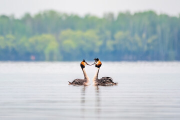 Mating games of two water birds Great Crested Grebes. Two waterfowl birds Great Crested Grebes swim in the lake with heart shaped silhouette