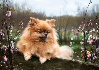 Wall Mural - pomeranian in nature