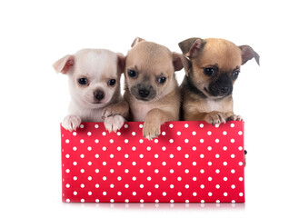 Canvas Print - puppies chihuahuas in studio