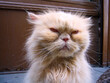 © Rowena Naylor/Stocksy - Grumpy cat portrait