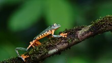 Green And Orange Frog On A Tree Branch With Green Background. Cruziohyla Calcarifer, The Splendid Leaf Frog Or Splendid Treefrog.
