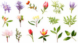 Fototapeta Dmuchawce - A set of icons of different varieties of wildflowers on a white background