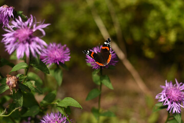 Wall Mural - Peacock butterfly sits on a flower