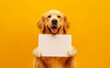 Happy golden retriever dog holds a blank white sign mock-up on yellow background.