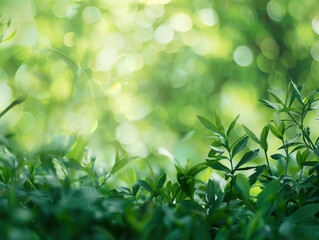 green nature background