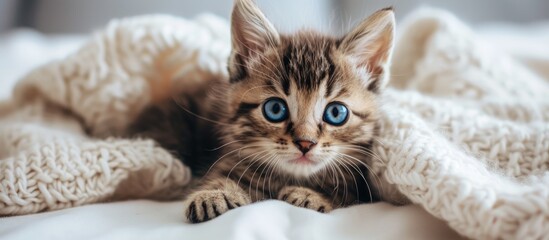 Poster - A young kitten with striking blue eyes is sprawled comfortably on a soft white blanket, looking adorable and relaxed.