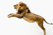 Dynamic capture of a lion in mid-air leap against a clean white backdrop