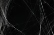 © New Africa - Creepy white spider web on black background