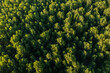 © Marko/Stocksy - Green forest sunset from above