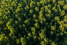 Green Forest Sunset From Above