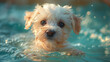 © LomaPari2021 - a white puppy swimming in the swimming pool, in the style of light,generative ai