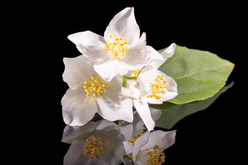 Wall Mural - Beautiful, delicate white flowers of the Philadelphus shrub, close up