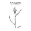 Canary grass (phalaris canariensis), medicinal plant. Hand drawn botanical vector illustration