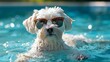 dog wearing sunglasses, floating in a body of water with blue water clearly visible in the water. In clear form. Beauty. 