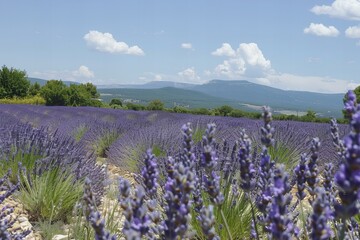 Sticker - Lavender fields of Provence in full bloom, with the breathtaking aroma of lavender in the air