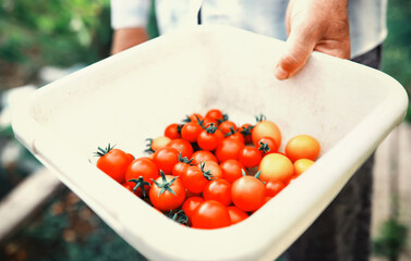 Wall Mural - The farmer harvests fresh tomatoes in the greenhouse. Ecological vegetables proper nutrition.