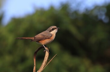 Wall Mural - brown shrike sitting on a branch.brown shrike is a bird in the shrike family that is found mainly in Asia.