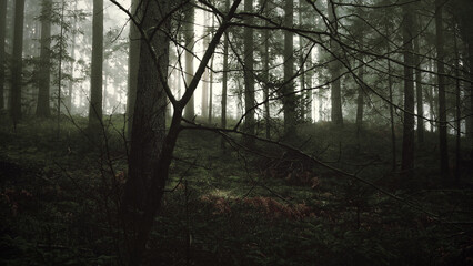 Wall Mural - Dark scary and mystical tree branches in evening forest.