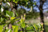 Fototapeta Kwiaty - green foliage of a pear in close-up against a blue sky