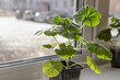 Young pelargonium seedlings stand on the window sill. rooting and growing flower plants at home by yourself.