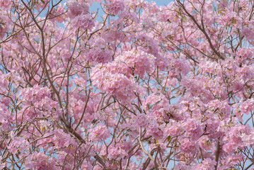 Wall Mural - pink tabebuia rosea blooming flowers.